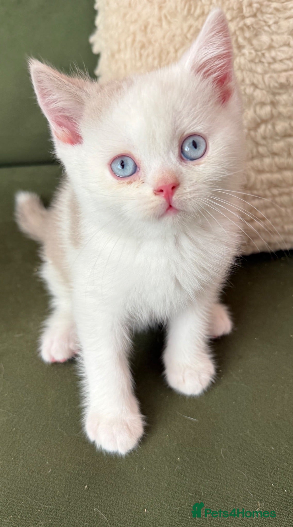 British Shorthair cats Rare dominant blue eye BSH kittens - Advert 1
