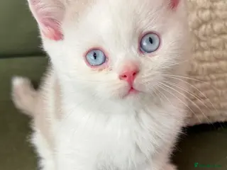 British Shorthair cats Rare dominant blue eye BSH kittens - Advert 1