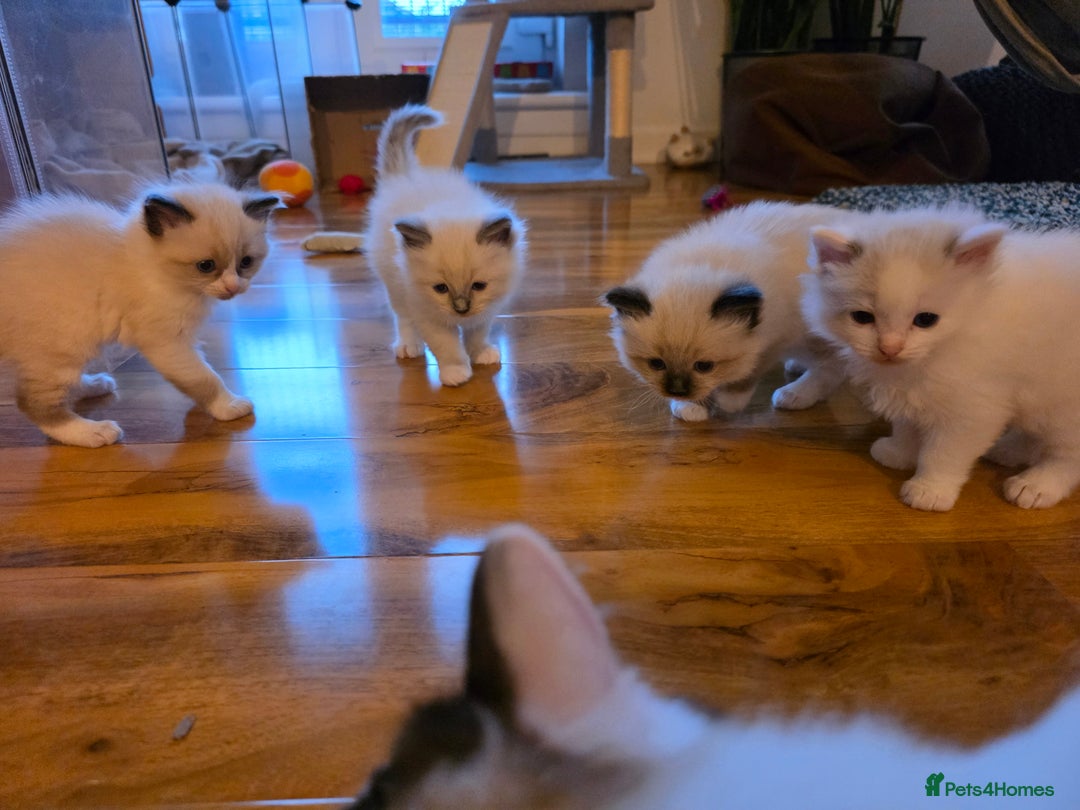 Ragdoll cats for sale: Pure Ragdoll Kittens  - Image 7