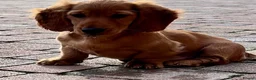 Miniature Dachshund dogs for sale: Brothers & sisters  to Crufts Best Puppy Dog 2025 in Hereford - Advert 5