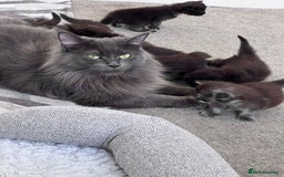 Maine Coon cats for sale: Reserve your dream kitten now - Image 12