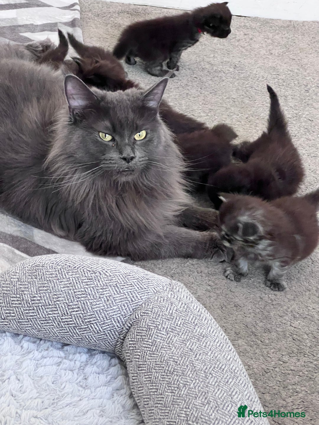 Maine Coon cats for sale: Reserve your dream kitten now - Image 12