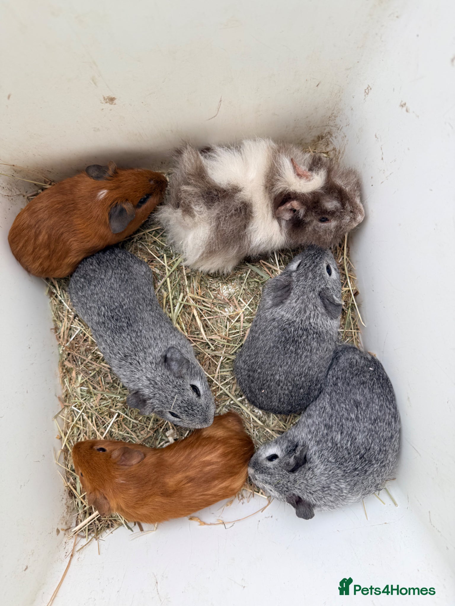 Guinea Pig rodents Baby boar Guinea pigs *updated* - Advert 13