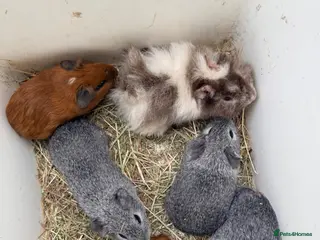 Guinea Pig rodents Baby boar Guinea pigs *updated* - Advert 13