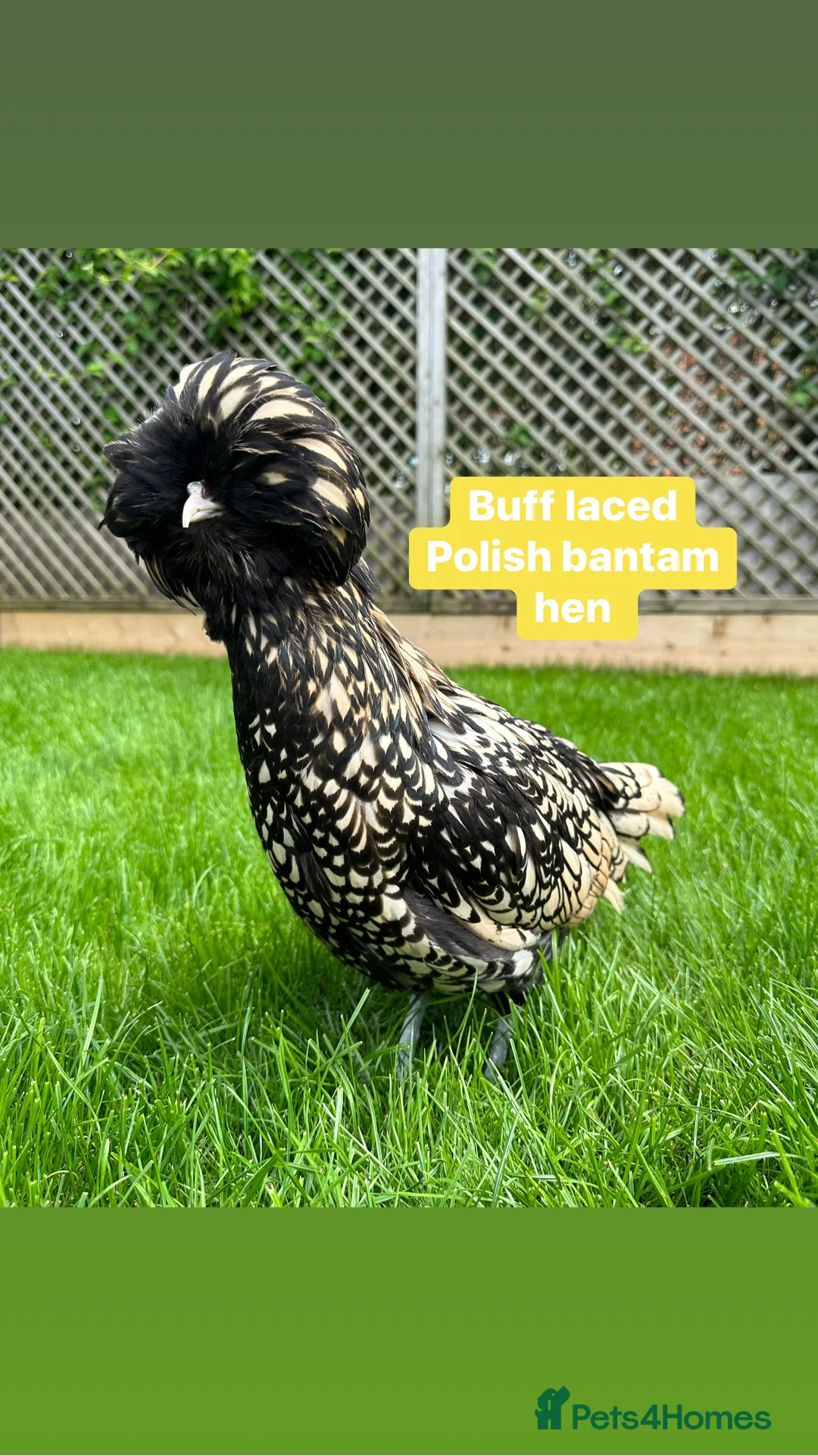 Chickens poultry for sale: Pure breed bantam hens at point of lay - Advert 5