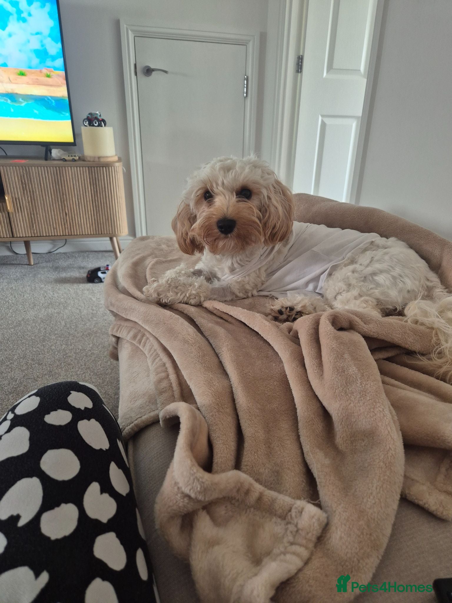 Cavapoo dogs 11 month old Cavapoo - Advert 9