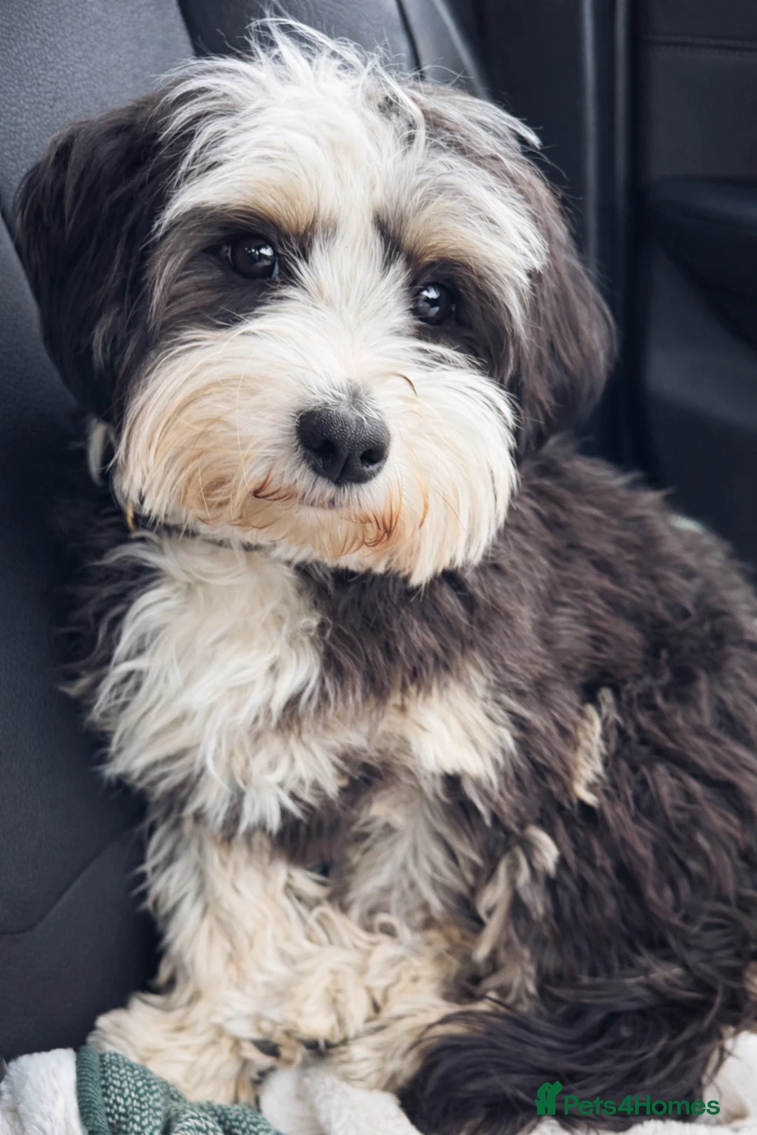 Yorkiepoo dogs for sale: Jude the YorkiPoo  - Advert 1