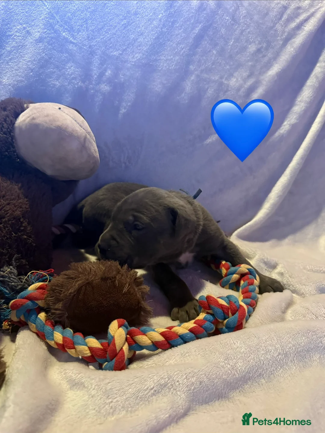 Cane Corso dogs for sale: Cane corso puppies ICCF registered  - Advert 24