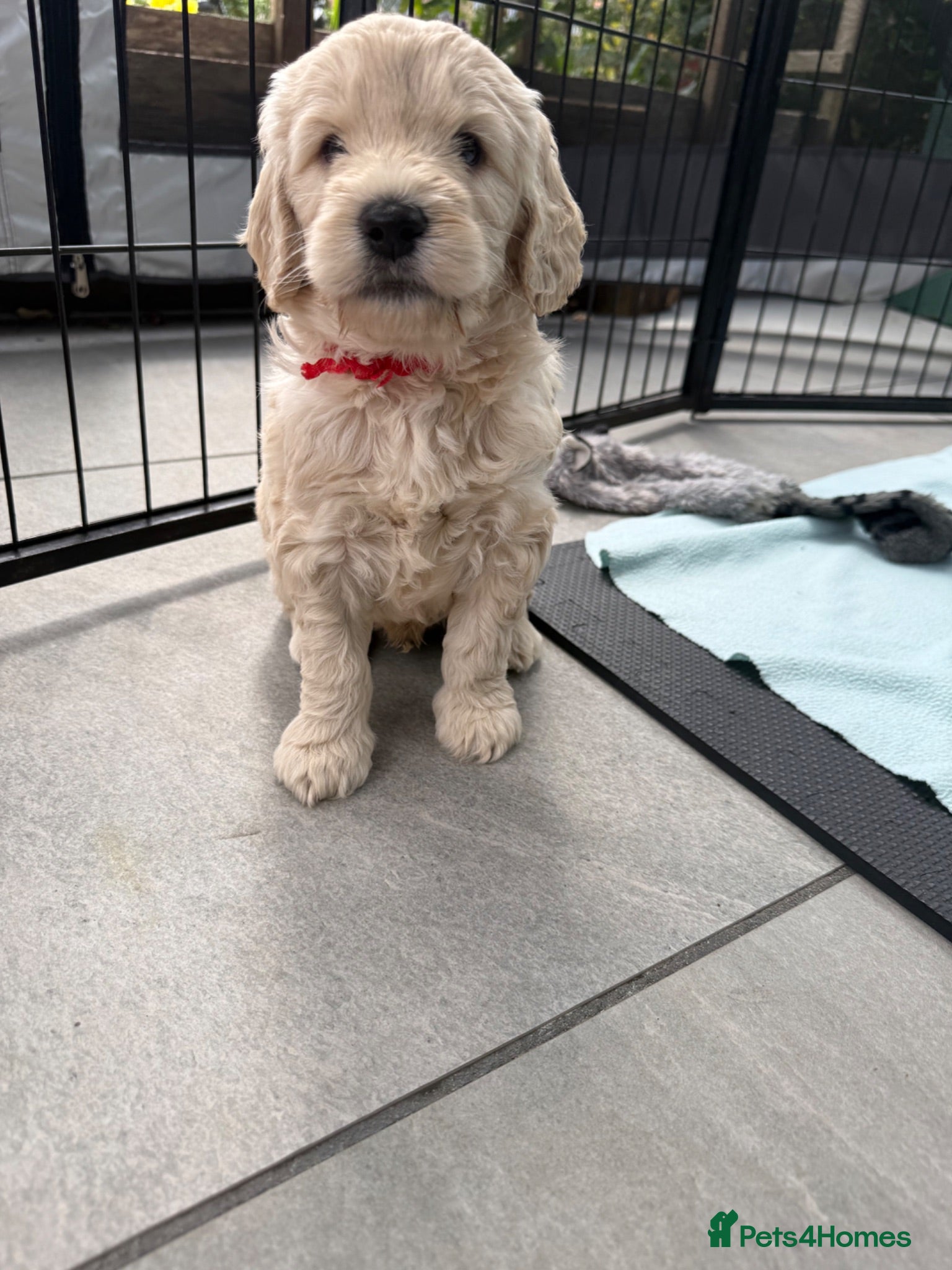 Mixed Breed dogs Multigeneration Cream/Apricot Double Doodles  - Advert 2