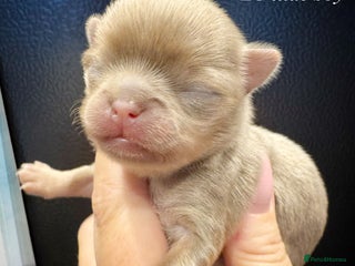 Chihuahua dogs KC qulity LC cream/white chihuahua puppies - Advert 5