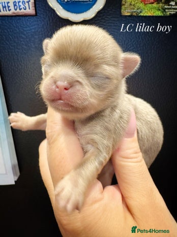 Chihuahua dogs KC qulity LC cream/white chihuahua puppies - Advert 12