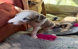 Mixed Breed dogs for sale: Whippet x greyhound puppies  - Image 15