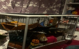 Rat rodents for sale: Rats brothers - Image 2