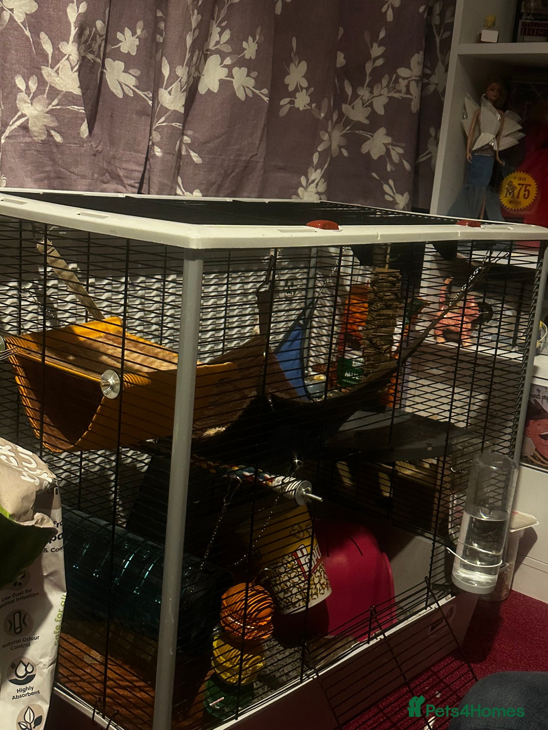 Rat rodents for sale: Rats brothers - Image 2