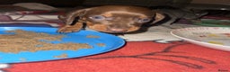Dachshund dogs for sale: miniature dachshund - Advert 9