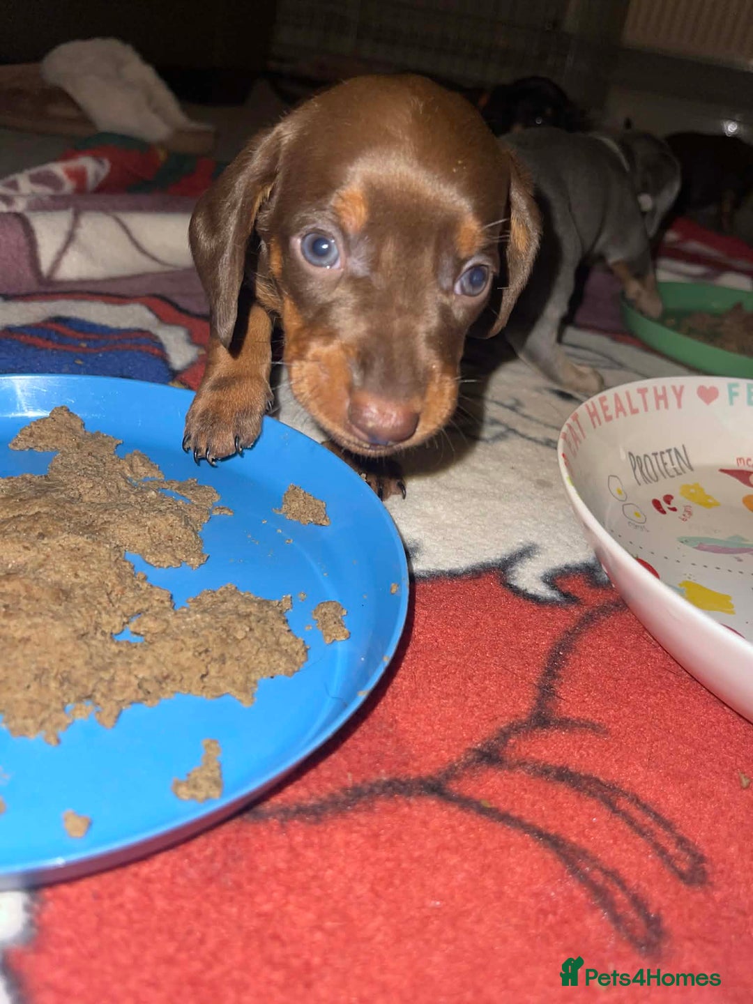 Dachshund dogs for sale: miniature dachshund - Advert 9