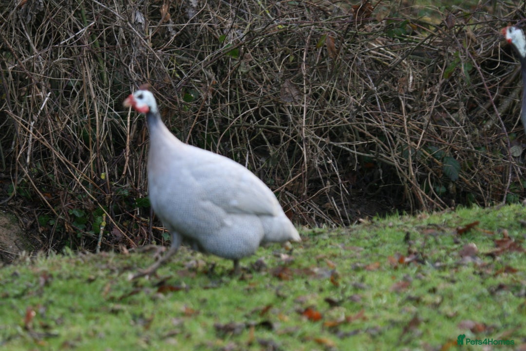 Guinea Fowl poultry for sale: Guinea Fowl bred on farm, free range  - Advert 3