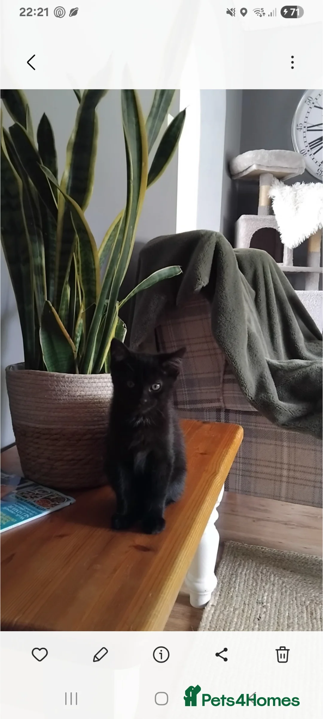 Mixed Breed cats for sale: 4 black all identical male kittens  - Advert 3