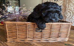 Cockapoo dogs for sale: ✨ Gorgeous Cockapoo Puppies ✨ - Image 12