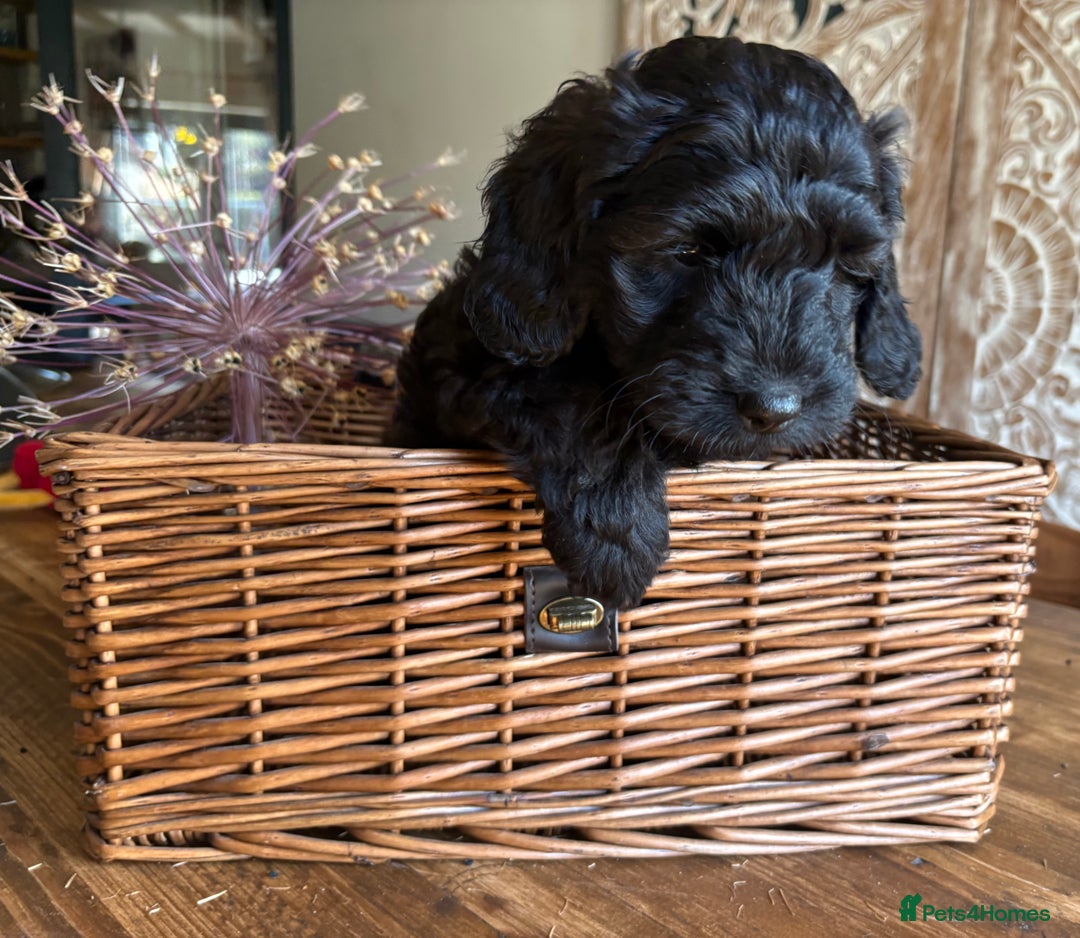 Cockapoo dogs for sale: ✨ Gorgeous Cockapoo Puppies ✨ - Image 12