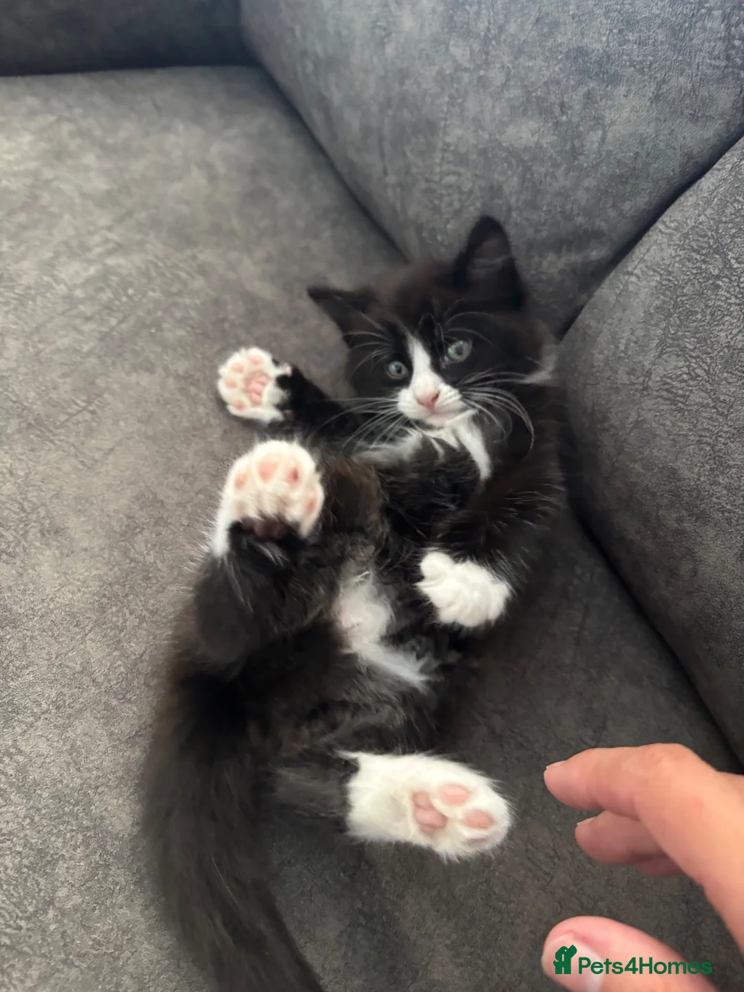 Mixed Breed cats for sale: Bombay/Mainecoon Kittens  - Advert 1