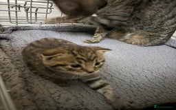 Mixed Breed cats for sale: Tabby Kitten - Image 3
