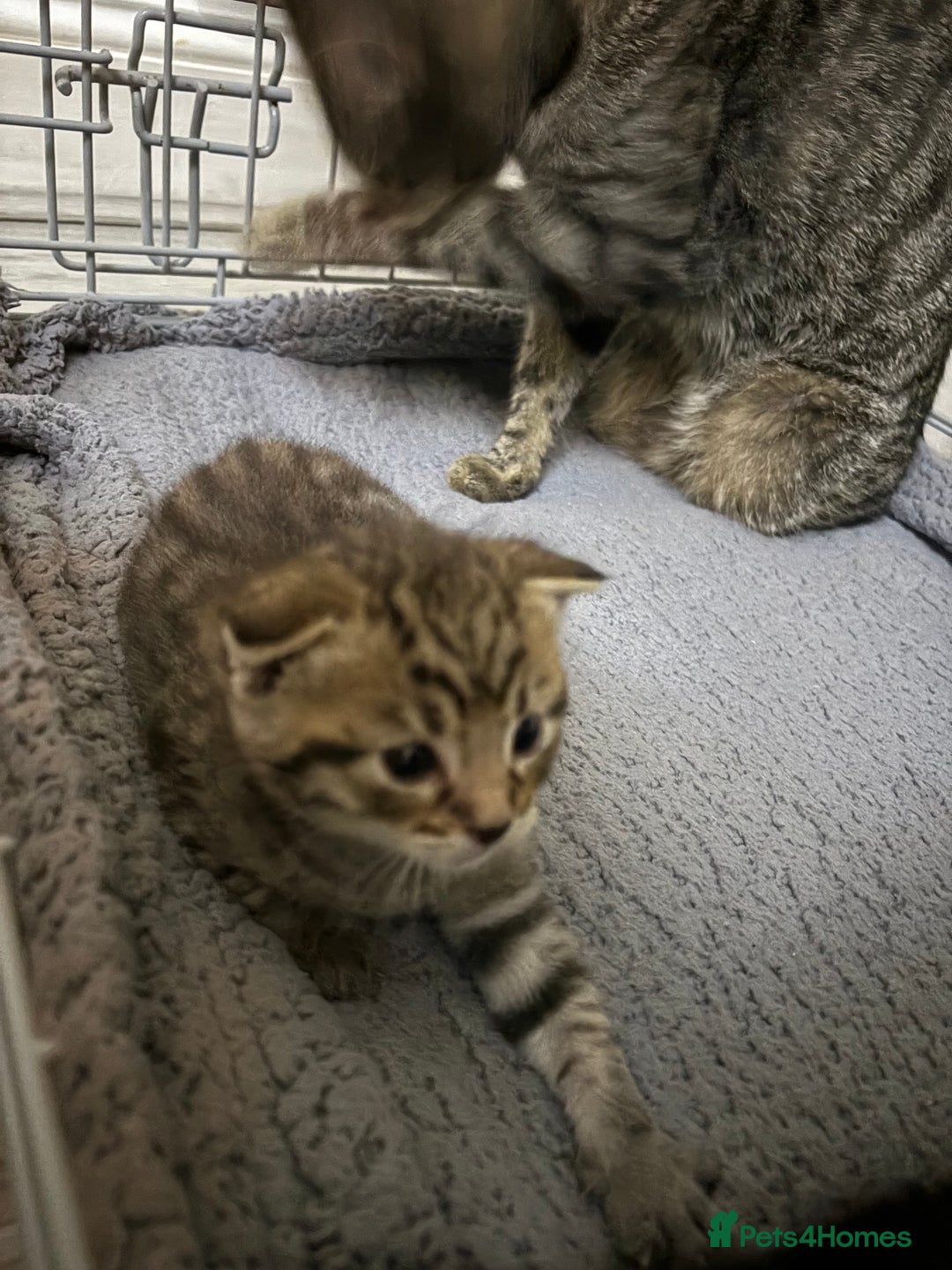 Mixed Breed cats for sale: Tabby Kitten - Image 3