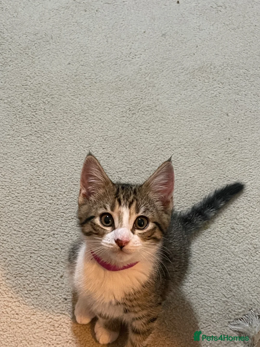 Maine Coon cats for sale: Main coon x mixed breed  - Advert 6