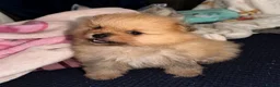 Pomeranian dogs for sale: Beautiful Sweetheart Pure Pomeranian pups for sale - Advert 5