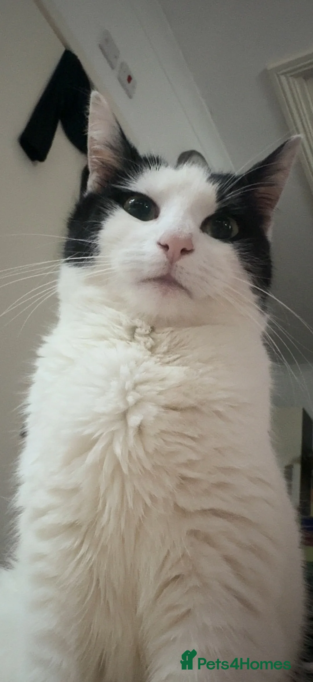 Mixed Breed cats for sale: Babu looking for a forever home - Advert 4