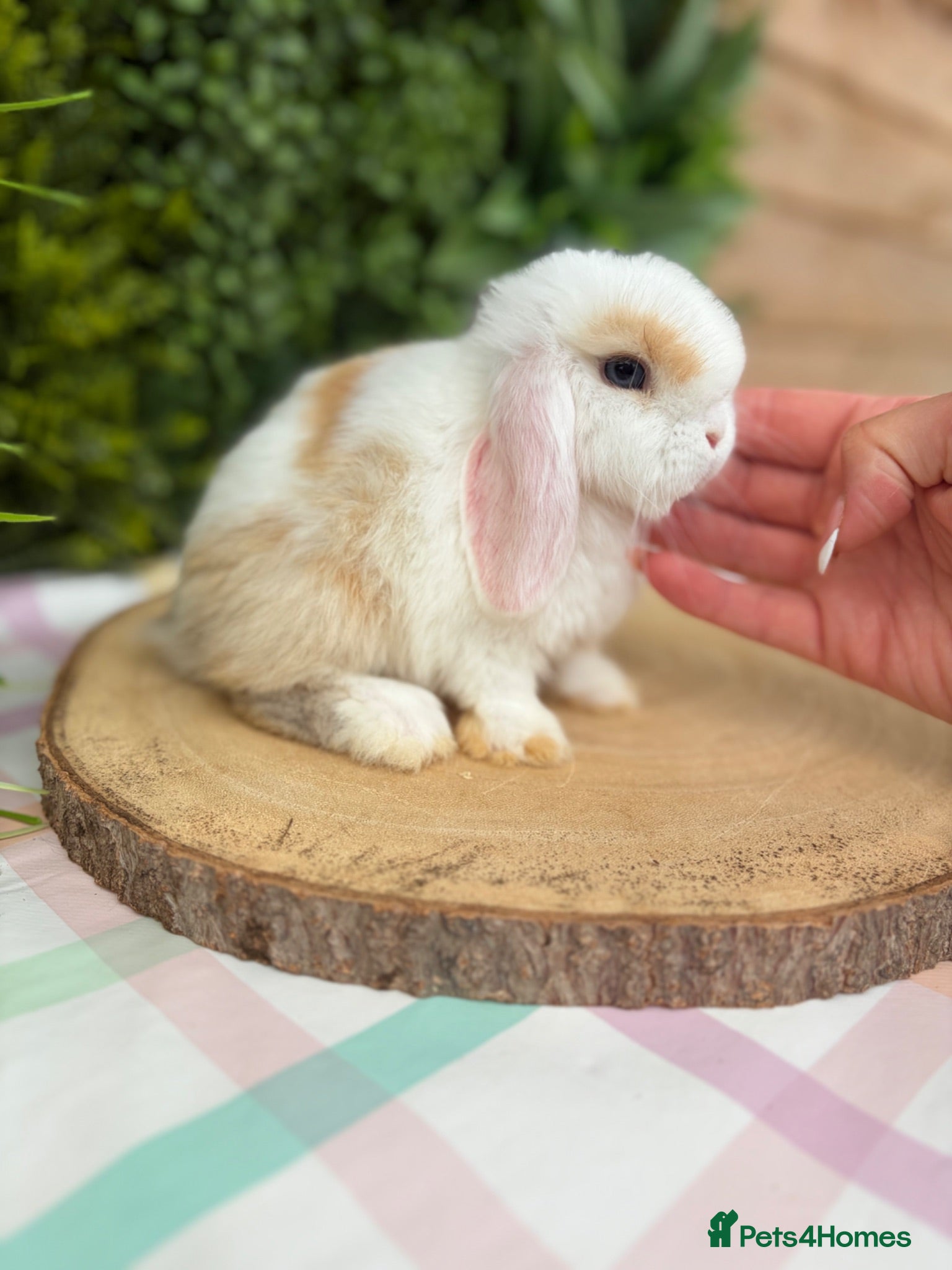 Mini Lop rabbits Friendly Mini Lops - Advert 2