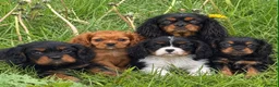 Cavalier King Charles Spaniel dogs for sale: Beautiful Cavalier King Charles Spaniel Puppies  - Advert 7