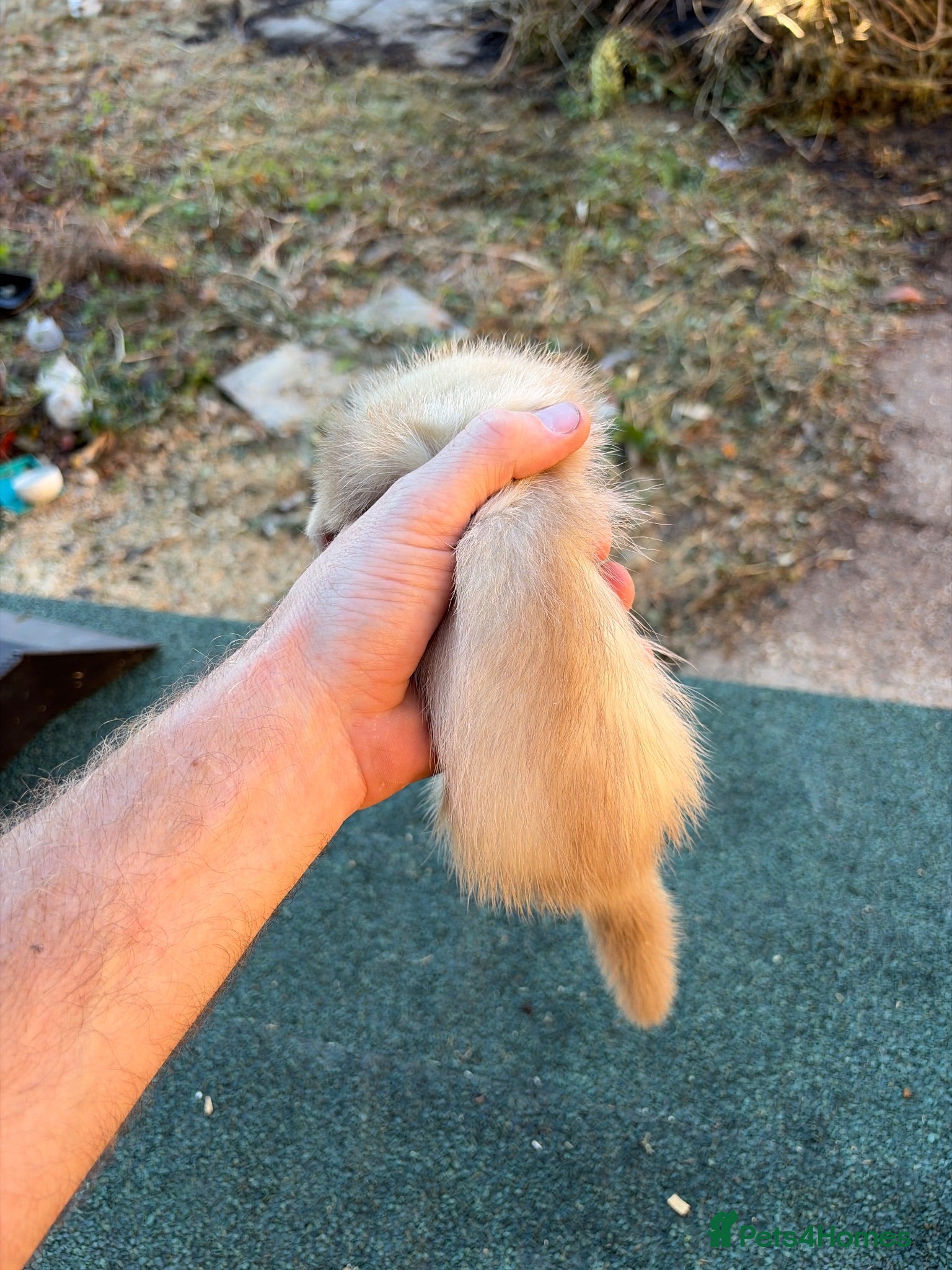 Ferret rodents 1 gill left  - Advert 2