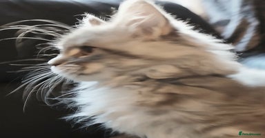 Maine Coon cats Beautiful TICA reg girl READY NOW! - Advert 5