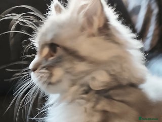 Maine Coon cats Beautiful TICA reg girl READY NOW! - Advert 9