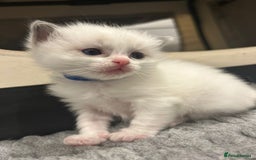 Ragdoll cats for sale: Pure Breed bi colour blue Ragdoll Kittens - Image 4