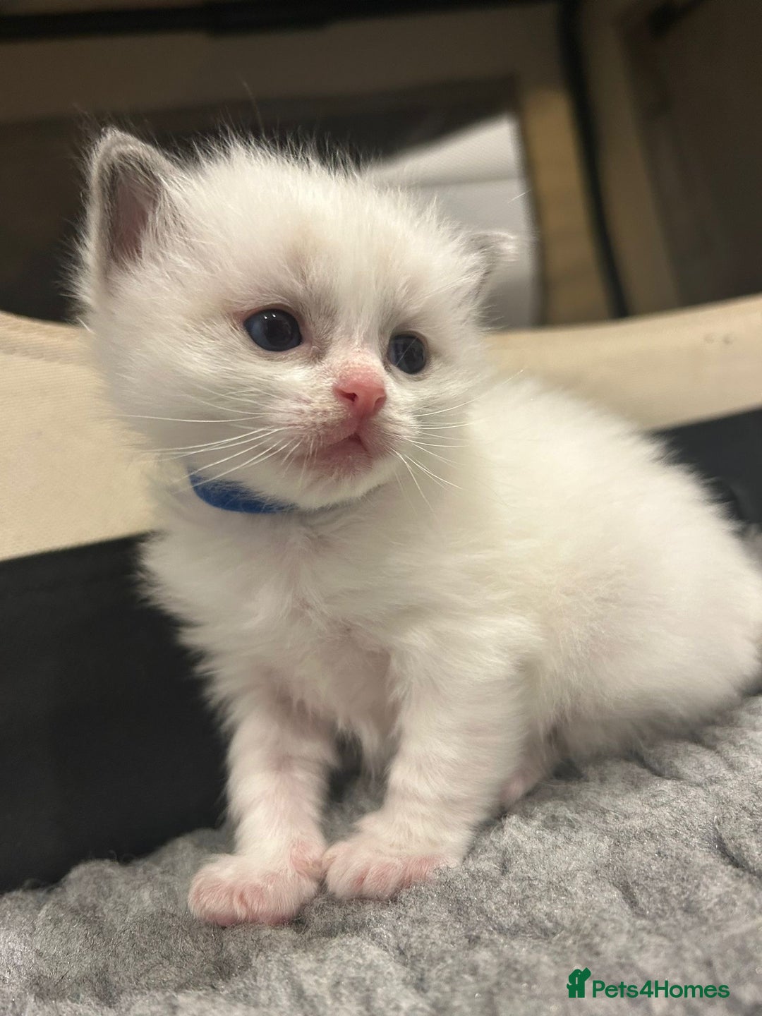 Ragdoll cats for sale: Pure Breed bi colour blue Ragdoll Kittens - Image 4