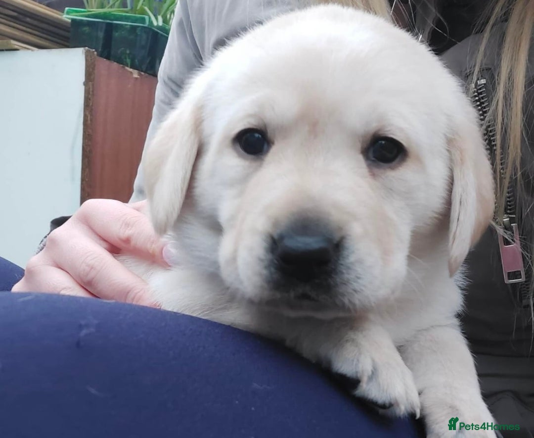 Labrador Retriever dogs for stud: KC Registered Yellow Labrador, Proven Stud  in Coalville - Advert 12