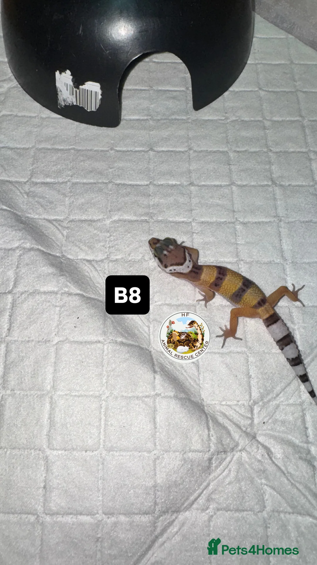 Leopard Gecko reptiles for sale: crested & leopard geckos - possible a full setup  - Advert 3