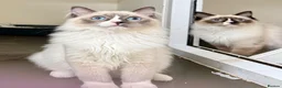 Ragdoll cats for sale: Stunning fully vaccinated male ragdoll kittens - Advert 6