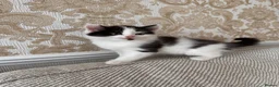 British Longhair cats for sale: 3 adorable kittens ready to go in Hornchurch - Advert 5