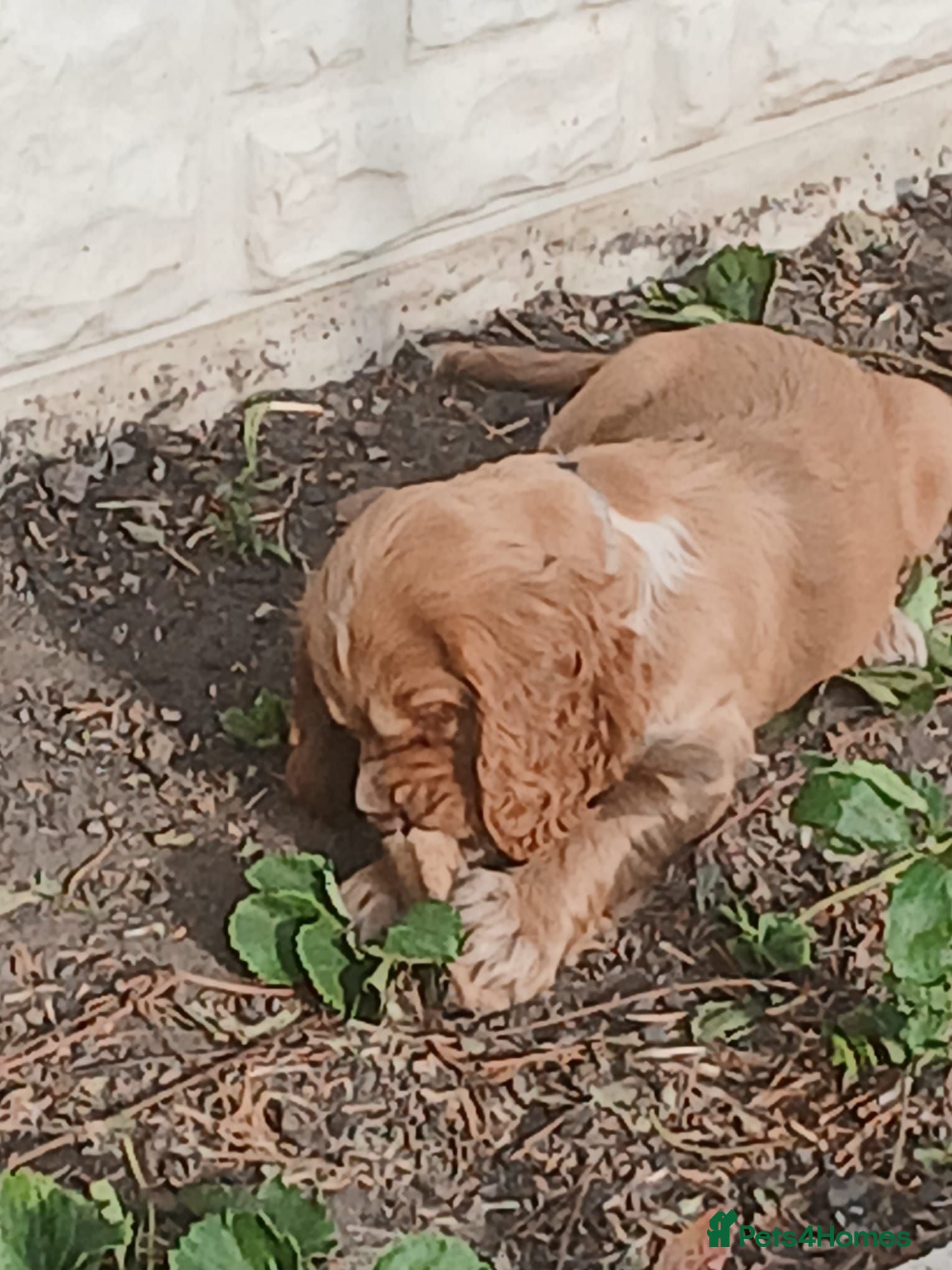 Cocker Spaniel dogs Cocker spaneil puppies ready now  - Advert 2