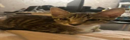 Mixed Breed cats for sale: Tabby torty cross in Derby - Advert 17