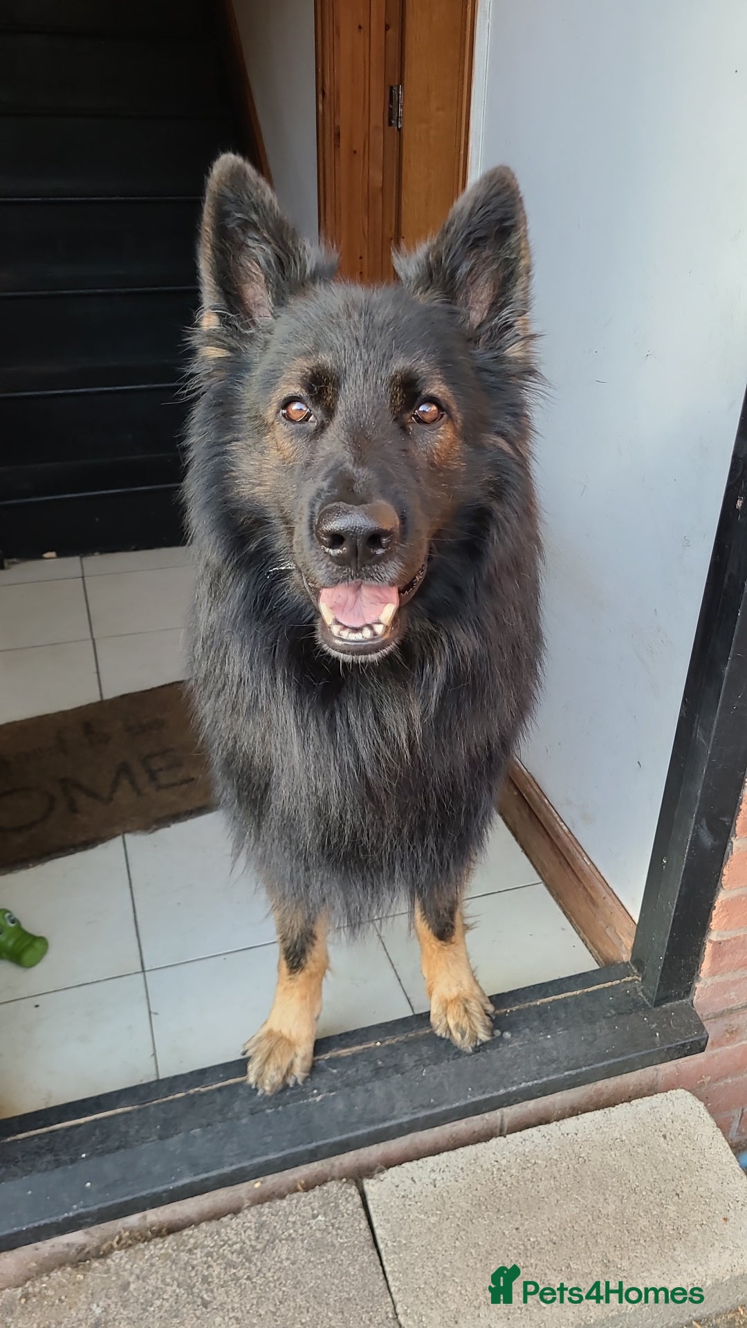 German Shepherd dogs for stud: Dark Sable German Shepherd - Image 2