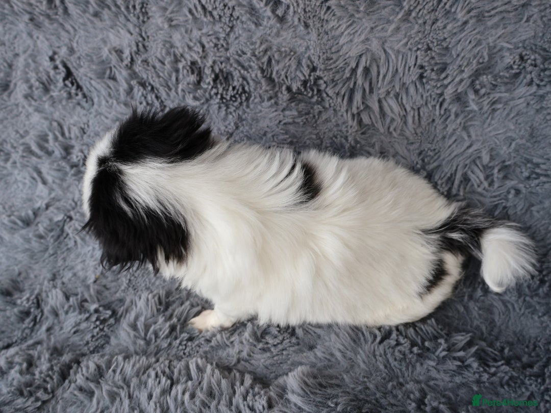 Japanese Chin dogs for sale: female - Image 4