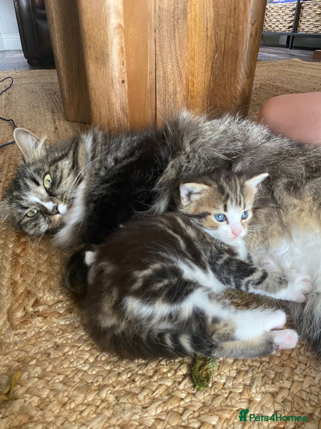 Mixed Breed cats for sale: Female kitten looking for a loving home  - Image 4