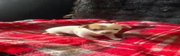 Chihuahua dogs for sale: Chihuahua Puppy Boy🤍🤎 - Advert 8