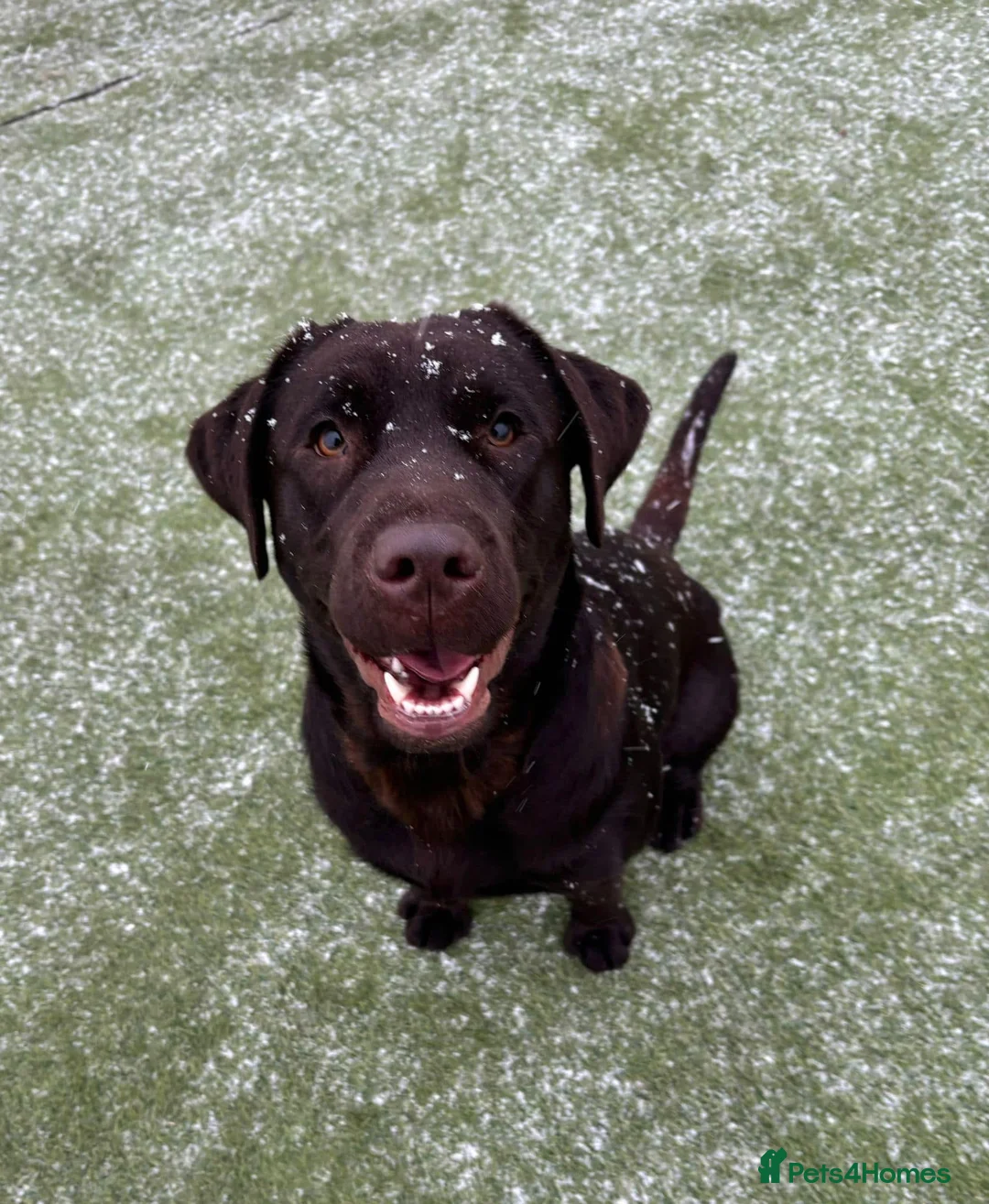 Labrador Retriever dogs for sale: LABRADOR RETRIEVER–HEALTH TESTED, FULLY VACCINATED - Advert 1