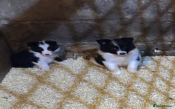 Border Collie dogs for sale: Beautiful Border Collie Pups - Image 3