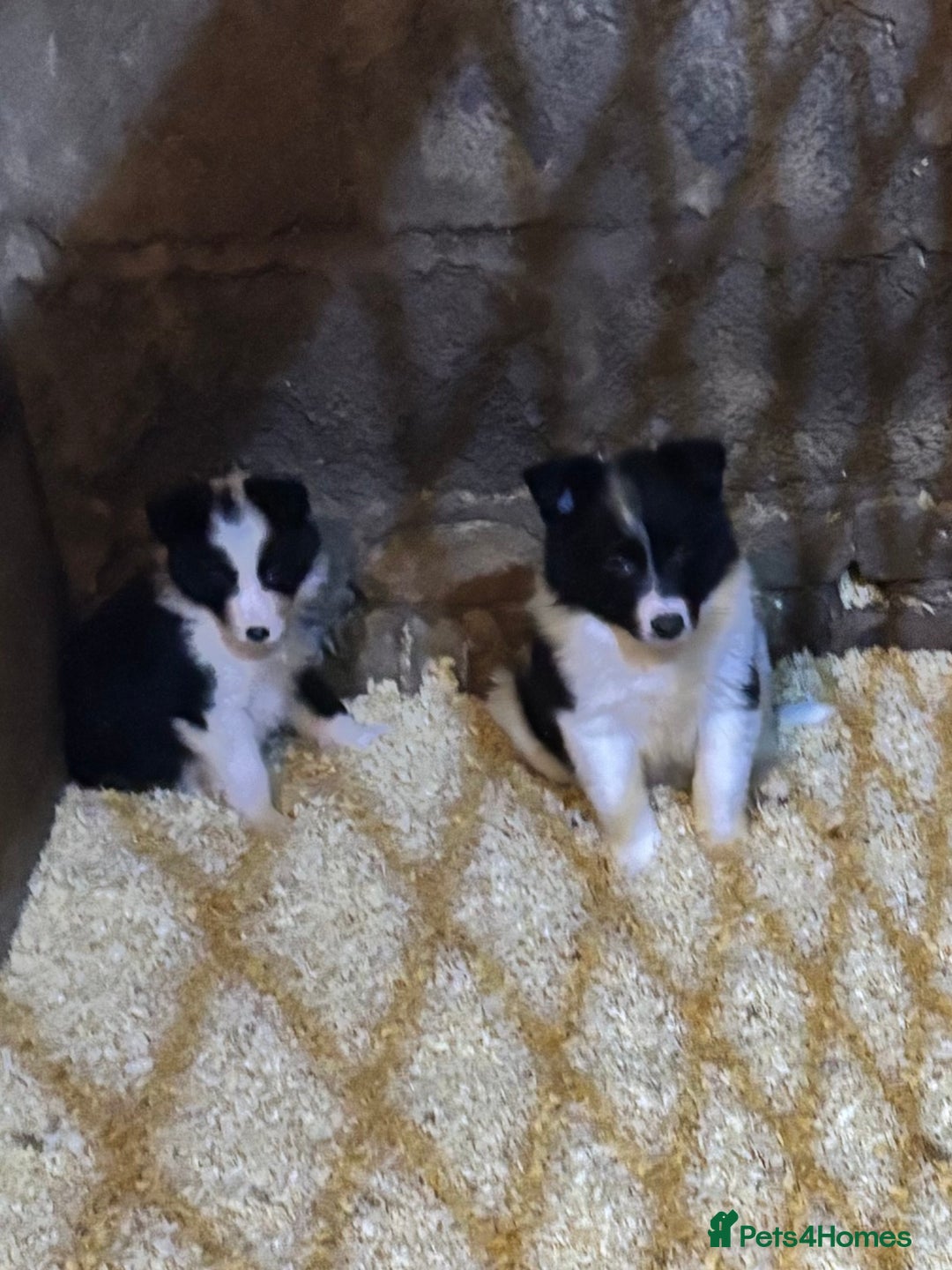 Border Collie dogs for sale: Beautiful Border Collie Pups - Image 3